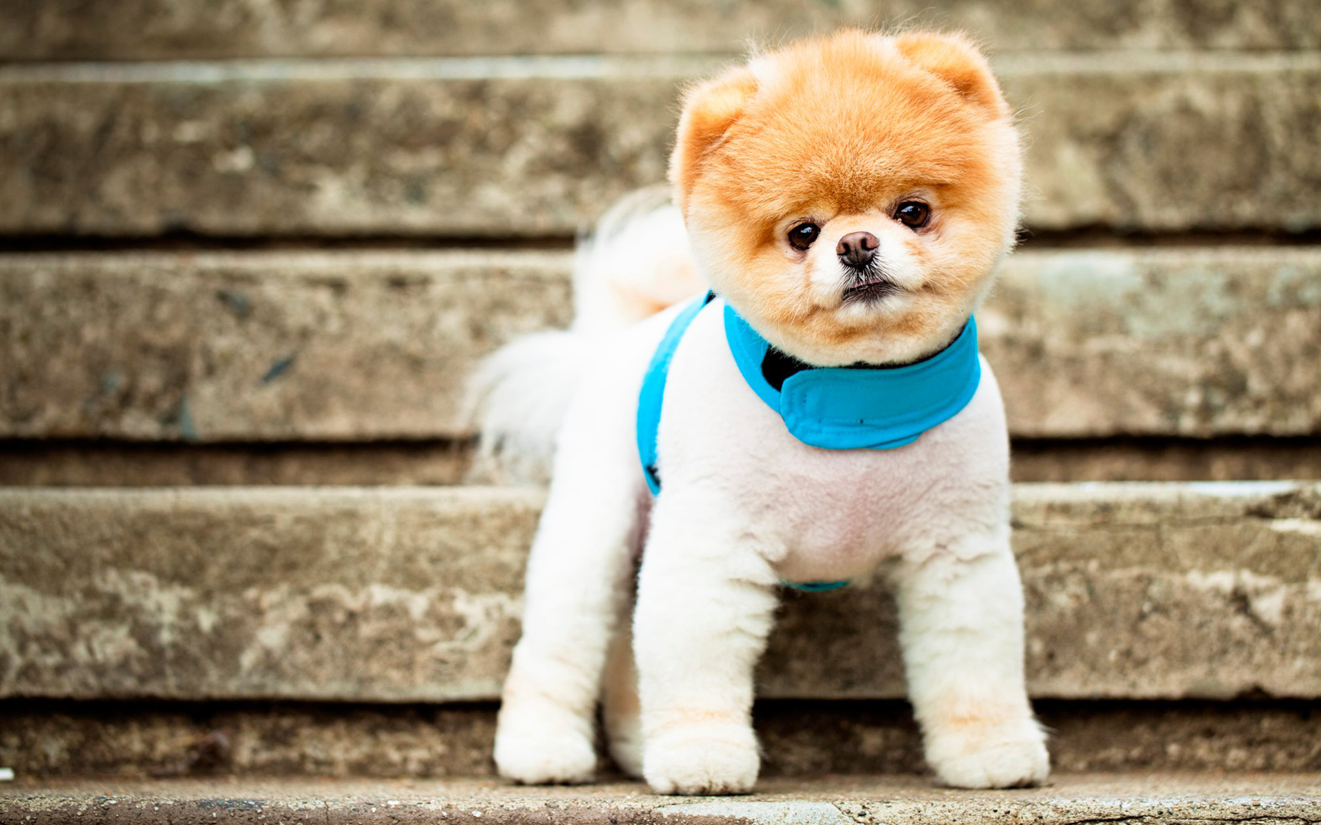 Boo The Cutest Dog234804841 - Boo The Cutest Dog - Lorikeet, Cutest
